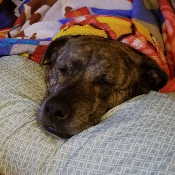 Dogs & Kids - Picture 14 of 16